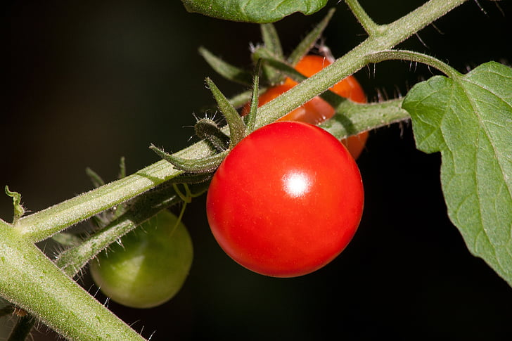 tomat, Solanum lycopersicum, paradeisapfel, tumbuh, nachtschattengewächs, Makanan, tanaman