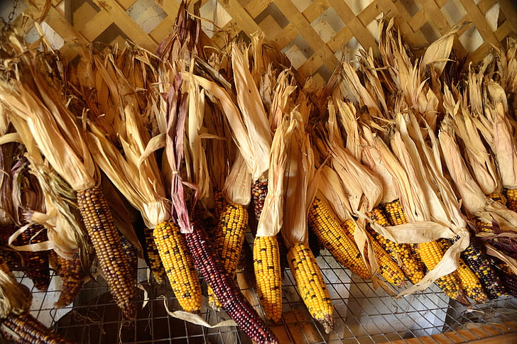 jesen, jesen, kukuruz, Indijski kukuruz, žetva, dan zahvalnosti, povrća