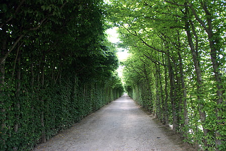 Avenue, cestné, stromy, vzdialenosť, strom linajkované avenue, Príroda, Promenade