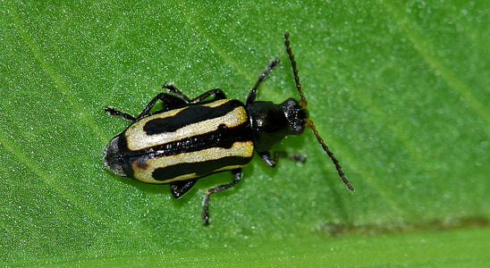 beetle, flea beetle, alligatorweed flea beetle, bug, insect, alligatorweed, tiny