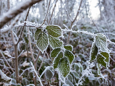talvi, Frost, talven taikaa, Icen kukinnot, Luonto, Talvinen