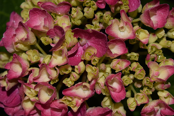 hydrangea, close, background, blossom, bloom, flower, green