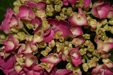 hortensia, fermer, arrière-plan, Blossom, Bloom, fleur, vert