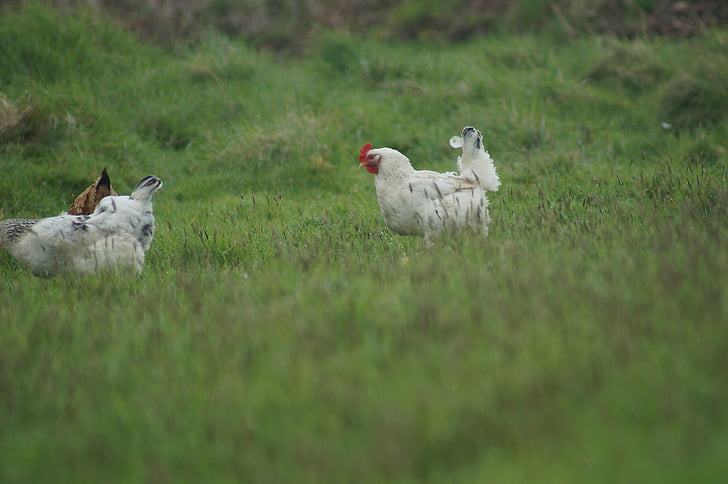 hen, field, farm