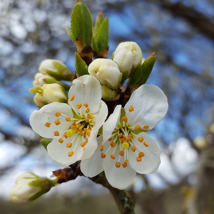 čerešňa, kvet, jar, biela, Príroda, kvet, Sezóna