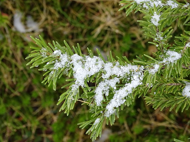 evergreen, snow, melting, nature, green, white, outdoor