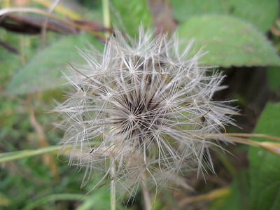 tooth lion, wild flower, nature, dandelion, plant, close-up, seed