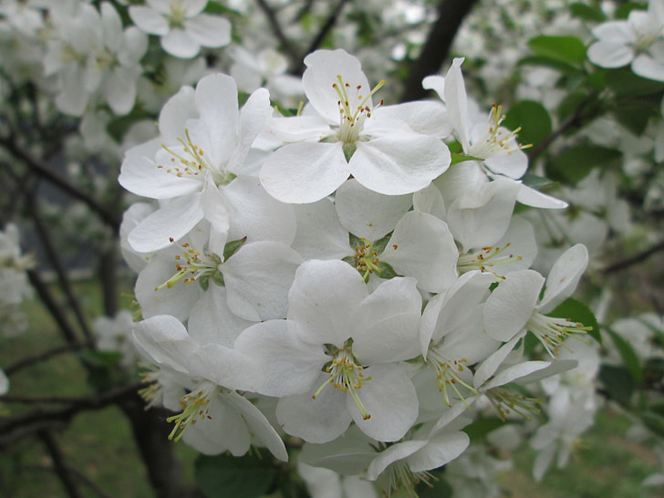 Parque, flor de cerejeira, Branco, jardim, planta