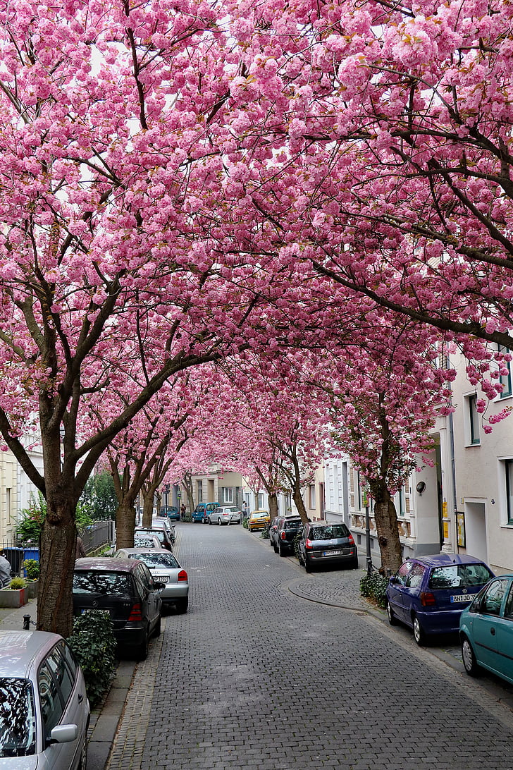 cherry blossom, bonn, pink, spring, blossom, cherry, old town