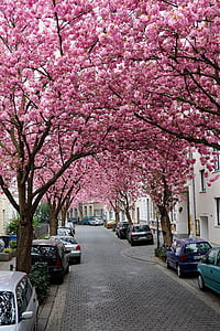 Sakura, Bonn, merah muda, musim semi, Blossom, Cherry, kota tua
