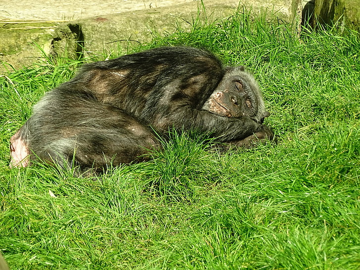 zvíře, opice, Zoo, unavený