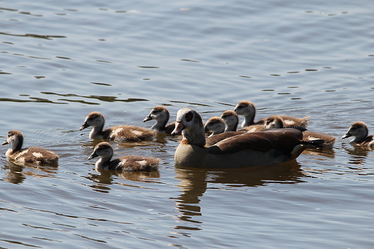 ducks, duck family, chicks, water, small, cute, young bird