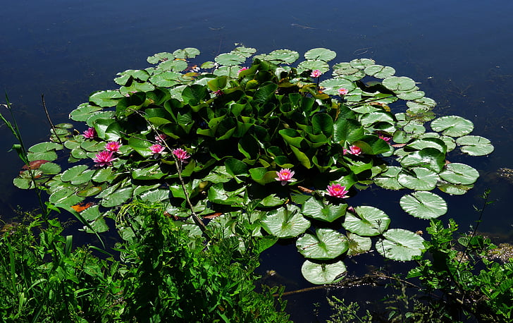 Ao, nước, nước hoa lily, đầu mùa hè, Blossom, nở hoa, Thiên nhiên