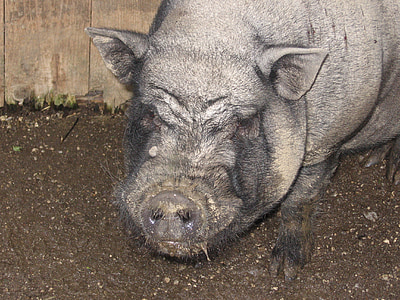 свиня, тварини, ферми, Природа, щасливі свині, pigsty, сіяти