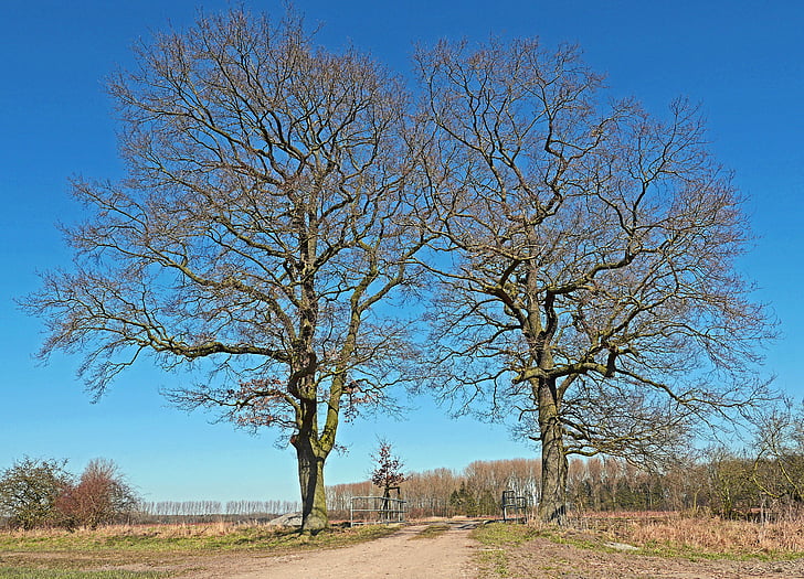 Eiche, Solitär, winterliche, flaches land, Münsterland, Brücke-Bach, Trail