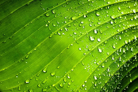 drops, rib, green, leaf, nature, water, rocio