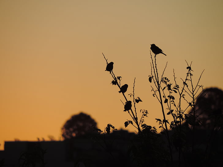 sparrow, birds, eventide, twilight