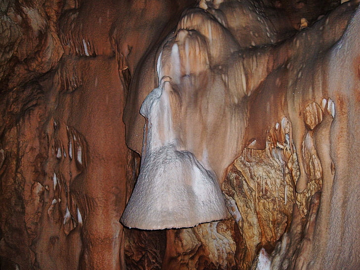 ours, Cave, Transylvanie
