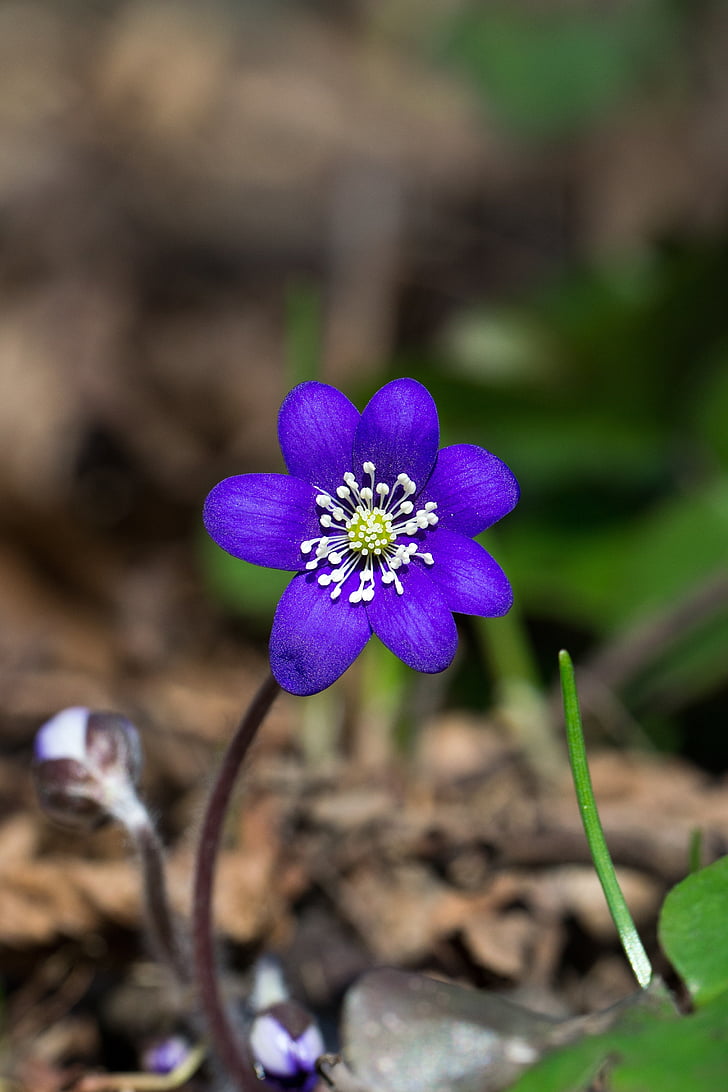 modrá, petaled, detailné, shot, kvet, Forest, rastlín