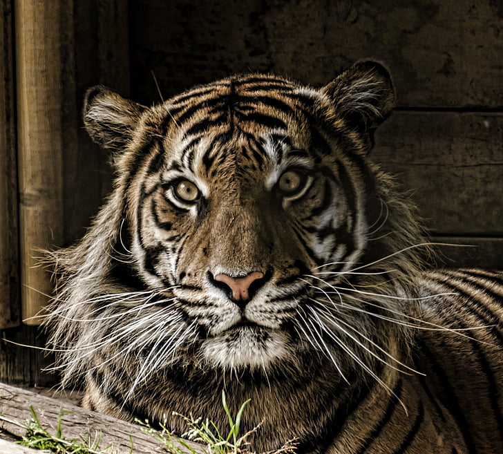 tiiger, silma, vuntsid, suur, kass, üks loom, loomade wildlife
