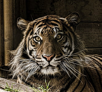 Tygr, oko, vousy, velké, kočka, jedno zvíře, zvířecí přírody