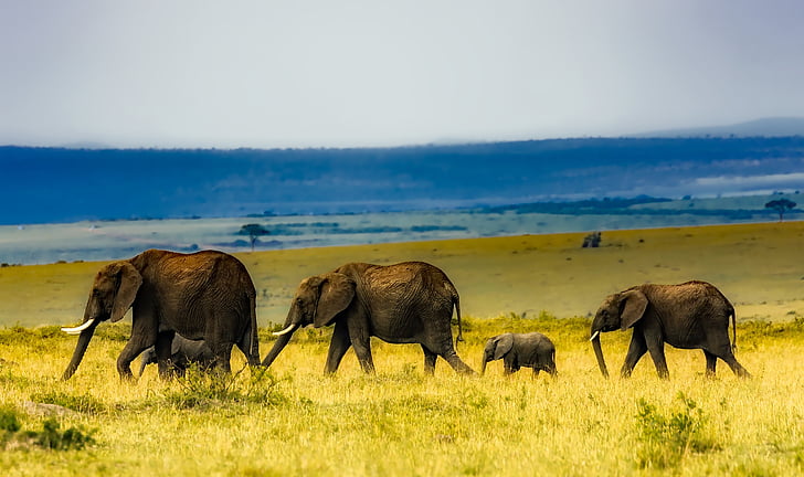 África, Safari, elefantes, flora y fauna, Sabana, hierba, viajes