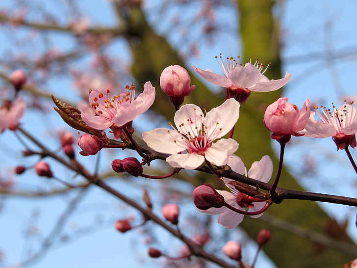 Bloom, Blossom, puu, kukka, kevään, Puutarha, Luonto