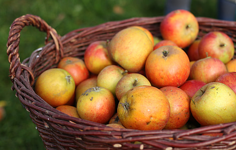 apple, apfelernte, basket, fruit basket, fruit, vitamins, red