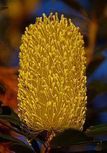 Banksia, gėlės, Australija, gimtoji, geltona, nektaras