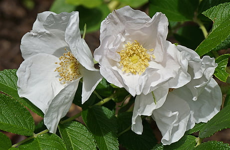 Rosa branca rugosa, levantou-se, plantas, Primavera, flor, flor, jardim