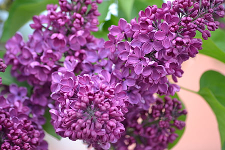 酸, 紫, 春, 5 月, 花