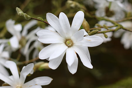 Magnòlia, estrellada, arbre, flor, blanc, primavera, flor blanca