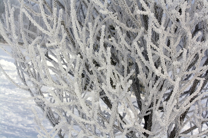 árbol, invierno, nieve, frío, Blanco, naturaleza, Frost