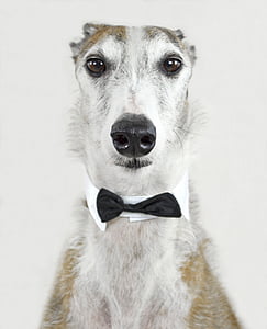 dog, animal, greyhound, spanish greyhound, fly, collar, waiter