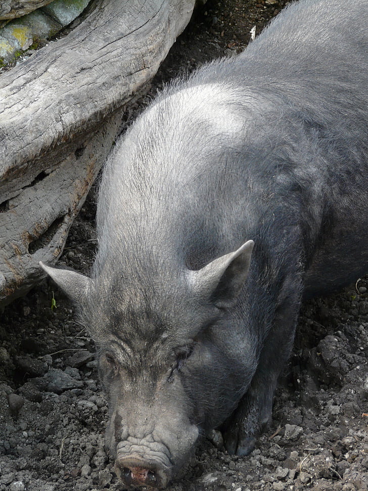 thu nhỏ lợn, con lợn, teacup lợn, lùn hausschwein, động vật, sinh vật, màu xám