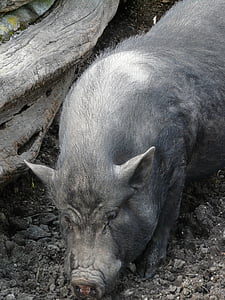 miniature pig, pig, teacup pigs, dwarf hausschwein, animal, creature, grey