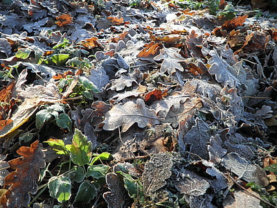 Bladeren, rijm, Frost, herfst, blad, koude, op bevroren