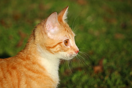 cat, kitten, red mackerel tabby, red cat, young cat, cat baby, mackerel