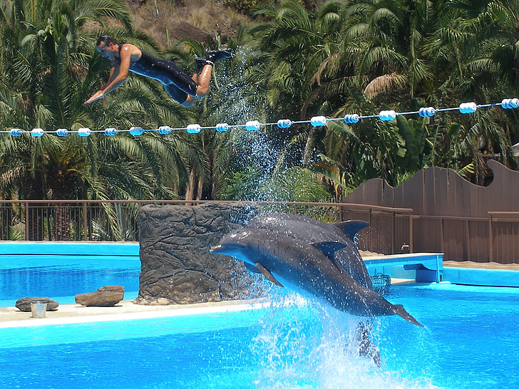 dolphins, show, water, fly, animal, stunt, action