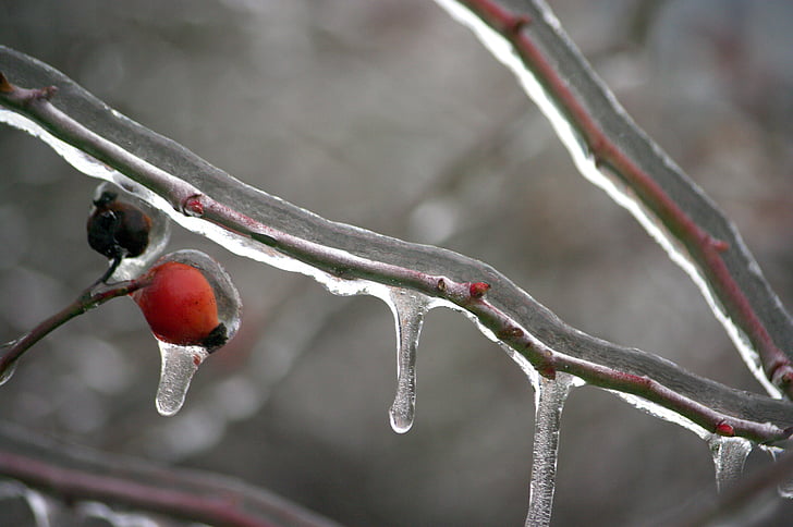 frozen branch, winter, ice, icing, landscape, frost, cold temperature