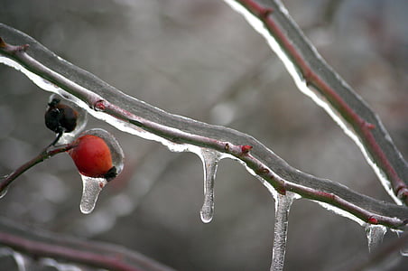 frosne gren, vinter, Ice, glasur, landskab, Frost, kolde temperatur