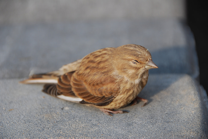 the sparrow, bird, nature, pen, sleepy bird