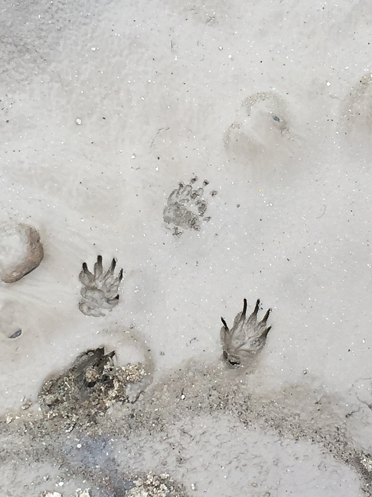 footprints, sand, nature, wildlife, animals, beach