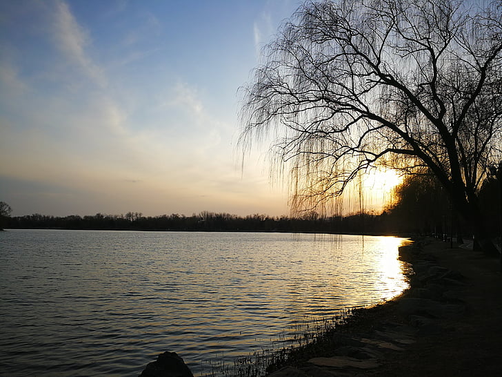 sjön, solnedgång, Willow