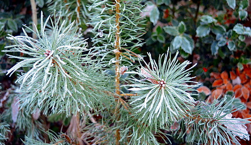 conifer, pine, nature, pine branch, branch, frost, frosty