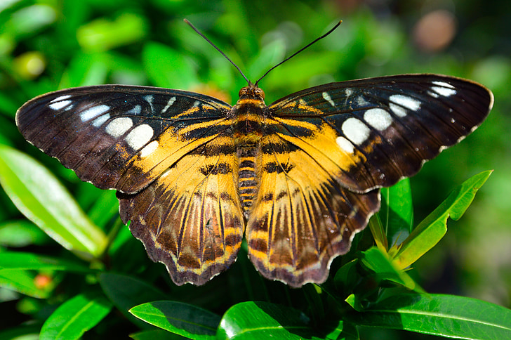 vlinder, vleugels, vlekken, patroon, geel, bruin, insect