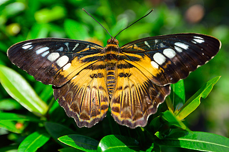 butterfly, wings, spots, pattern, yellow, brown, insect