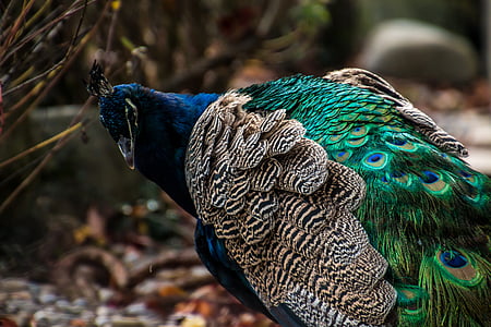 Peacock, vogel, kleurrijke, blauw, dier, veer, dierentuin