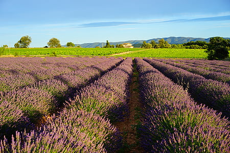 lavender field, evening light, evening, lavender flowers, blue, flowers, purple