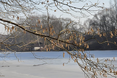 冬天, 湖, 冰, 植物, 树, 水, 结冰的湖面